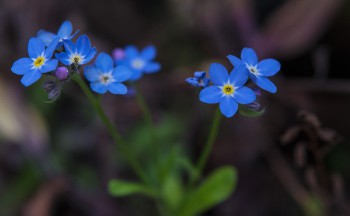 nikkor_60mm_22b